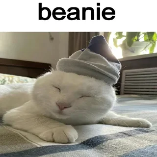 🐈