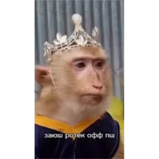 🐵
