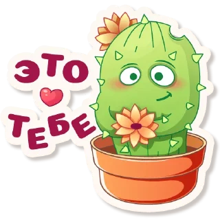 Cactus Quentin
