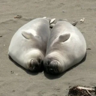 🦭