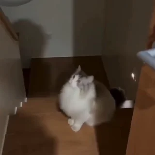 🐈