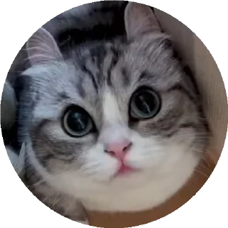 😺