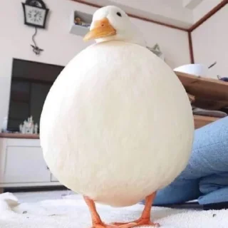 Le Ducc
