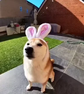 🐰