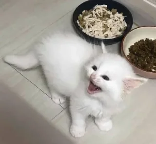 🥺