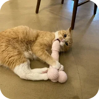 🐱
