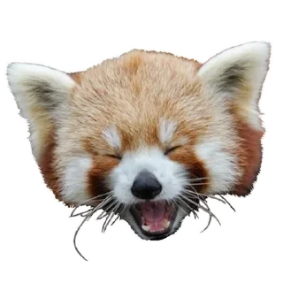 Red Panda @stickersb2b