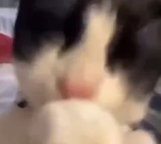 😽