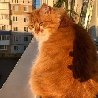 🍊