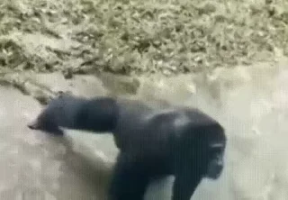 💪