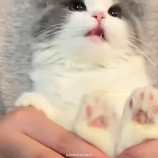 🌟
