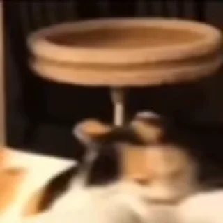 🐈‍⬛