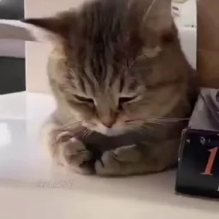 🐱