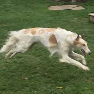 🏃‍♀️