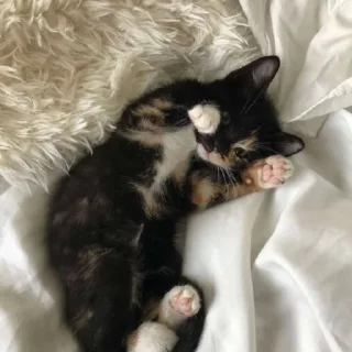 💖