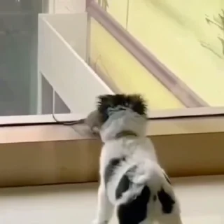 🐈