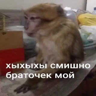 🐵