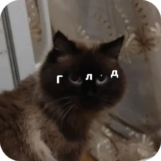 🐱