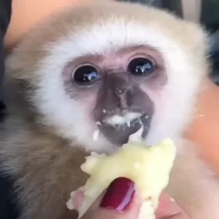 🥺