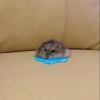 🐹