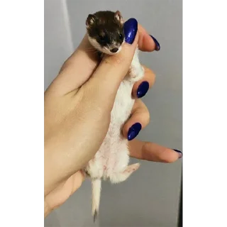 🤲