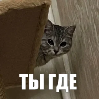 👽