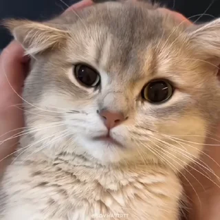 🌟