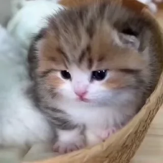 🌟