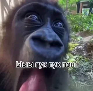 🤪