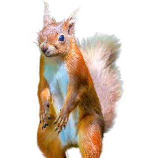 🐿️