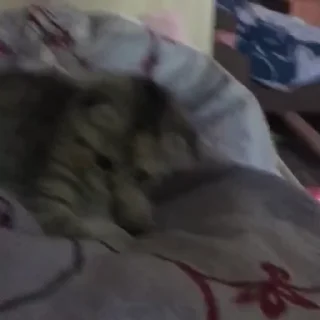 🐱