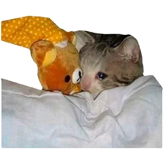 😴