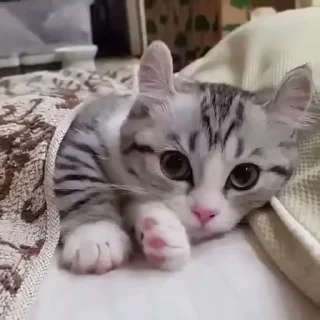 😻
