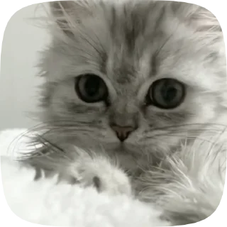 🥺