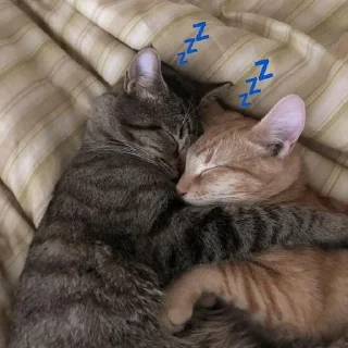 💤