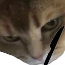 😾