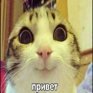 cat @rpynnaTon