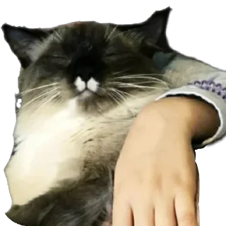 🤍