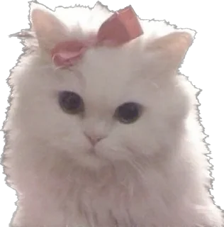 💖