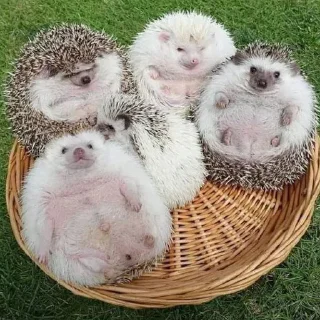 🦔