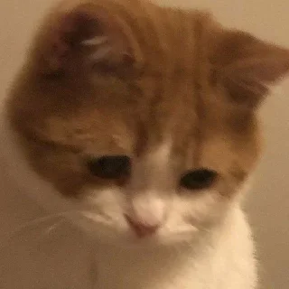 🤍