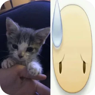 🐱