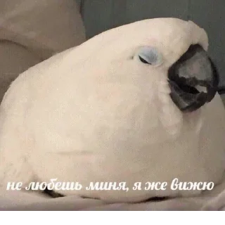 😿