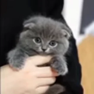 🐈‍⬛