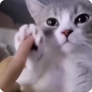 😺