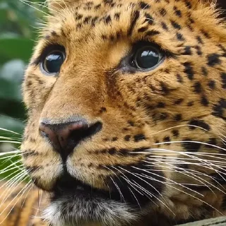 🤩