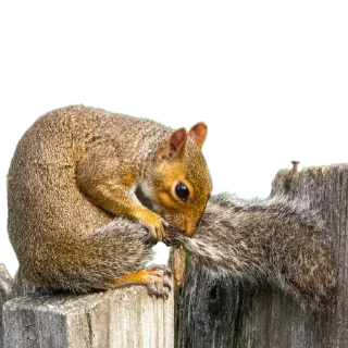 🦫