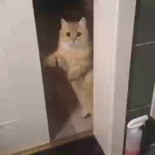 😶