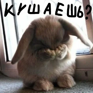 🐰