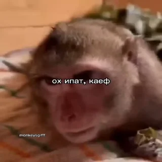 🐵